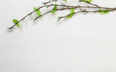 Spring easter pussy willow lying on white wooden desk table background with space for titles and text