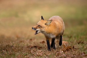 Wildlife