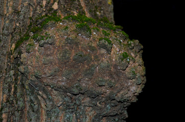 a fancy knot on the tree