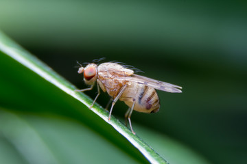 Image shots of fruit fly on the leaf