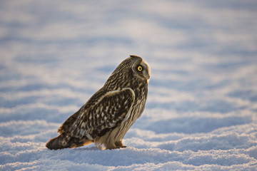 Wildlife