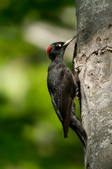 Wildlife