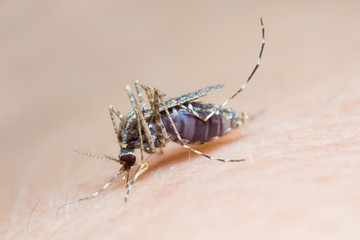 Macro shot of a Mosquito sucking blood is carrier of Malaria/ Encephalitis/ Dengue