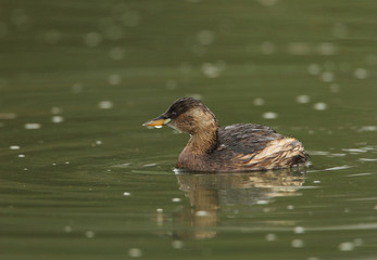 Wildlife