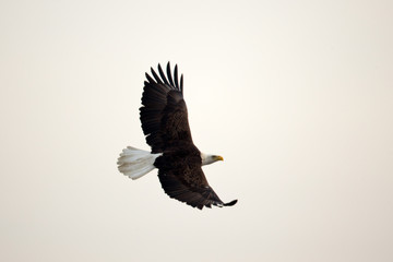 Wildlife