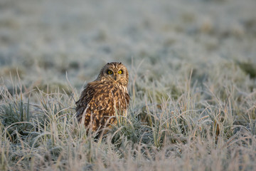 Wildlife