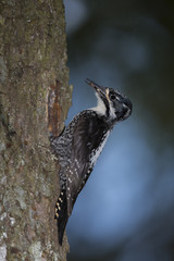 Wildlife