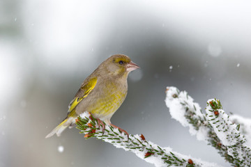 Wildlife