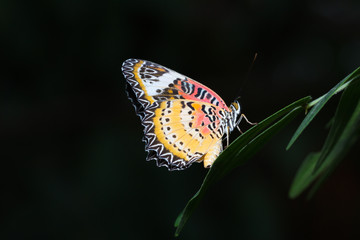 Beautiful butterfly on a leaf