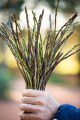 Wild asparagus