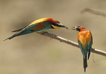 Wildlife