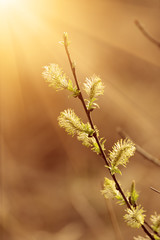 Blooming willow branch in springtime, seasonal sunny easter background