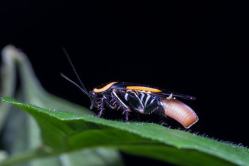Insects Laying Eggs -  an amazing moment