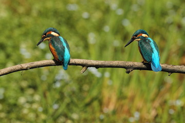 Wildlife