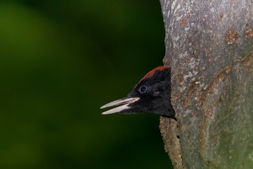 Wildlife
