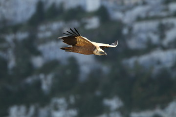 Wildlife