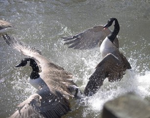 Canadian Geese creating a splash