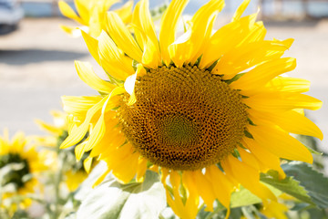 Obraz premium colorful of sun flower with big green leaf and sky,yellow flower with blue sky with blur effect