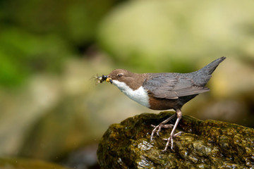 Wildlife