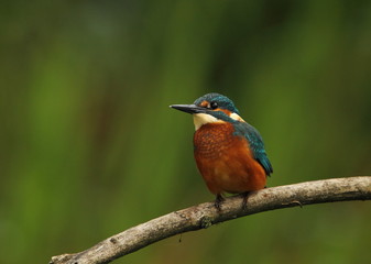 Wildlife