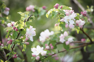 Apple tree flower blossoming at spring time, floral background