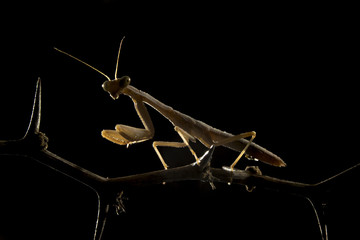 Wildlife