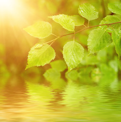 Sunny green summer leaves in the woods, eco natural seasonal background with copy space and water reflection