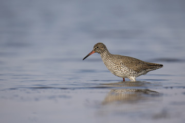 Wildlife