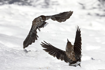 Wildlife