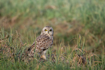 Wildlife