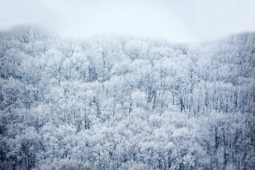 Winter forest in hoarfrost