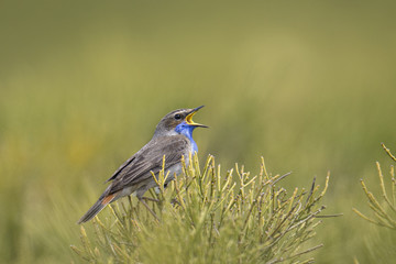 Wildlife