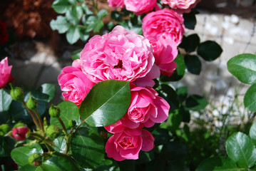 Beautiful rose flower