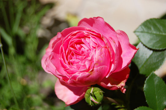 Beautiful rose flower