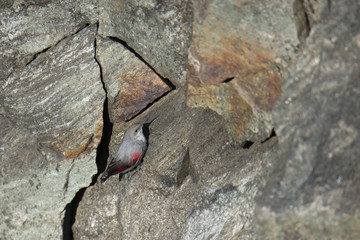 Wildlife