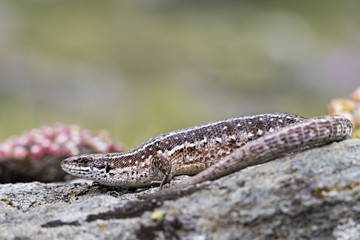 Wildlife