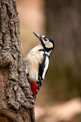 Wildlife