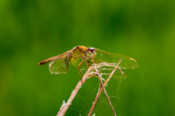 Close up of yellow dragonfly on flower grass.