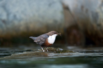 Wildlife