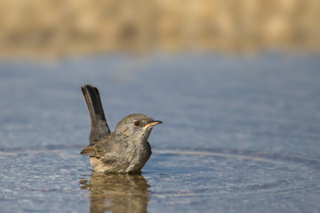 Wildlife