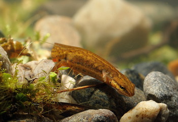 Wildlife