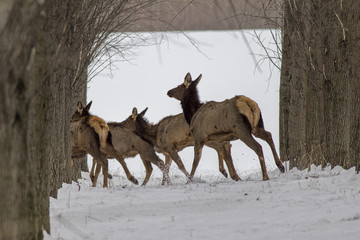 Elk running for cover.