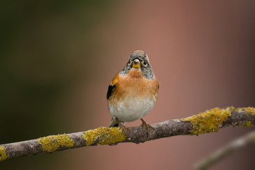 Wildlife