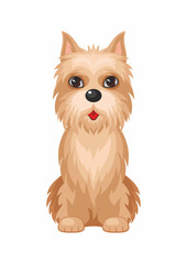  Cairn Terrier.Vector image of a cute purebred dogs in cartoon style.