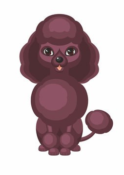 Chocolate standard poodle.Vector image of a cute purebred dogs in cartoon style.