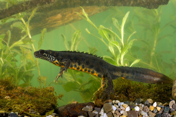 Wildlife