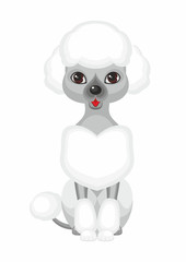 Grey Small poodle. Vector image of a cute purebred dogs in cartoon style.