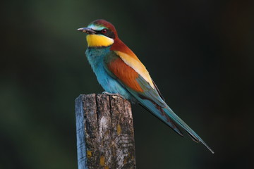 Animal