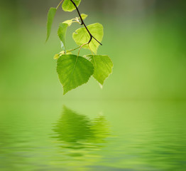 Sunny young green spring leaves of birch tree, natural eco seasonal background with copy space and water reflection