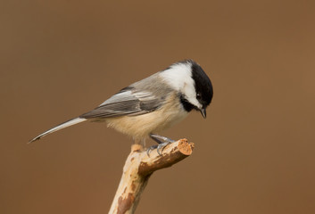 Wildlife